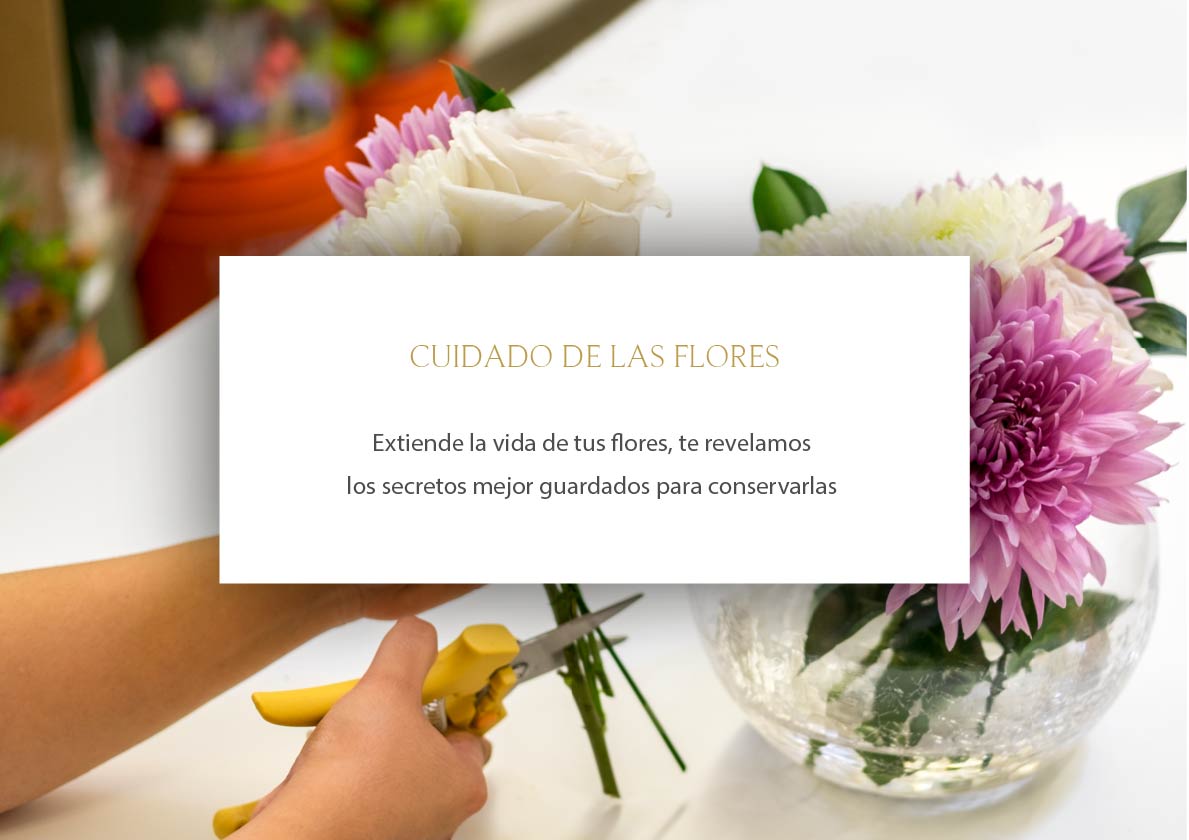 flores a domicilio